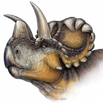 New horned dinosaur reveals evolution of nose horn in Triceratops family