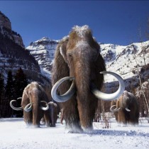 How the mammoth got its wool