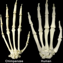 Human hands more primitive than chimp’s?