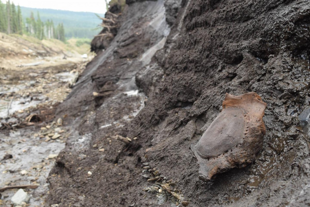 This image shows mammoth vertebrae in ice, Yukon Territory, Canada. Credit:
Photo Kieren Mitchell, University of Adelaide.