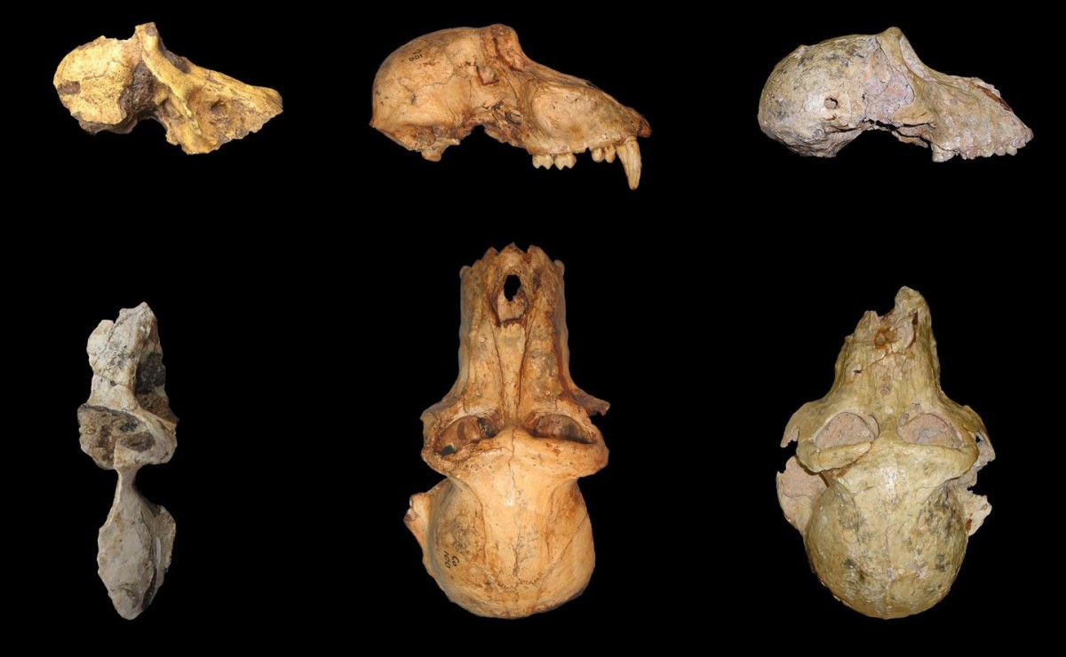 Comparison of morphology in UW 88-886 (left), P. angusticepts males (CO 100, center), and P. izodi males (TP 89-11-1, right).
Credit: Wits University.
