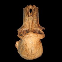 Earliest baboon found at Malapa