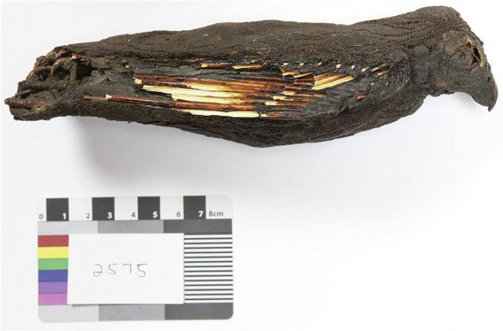 Ancient Egyptians force-fed birds of prey