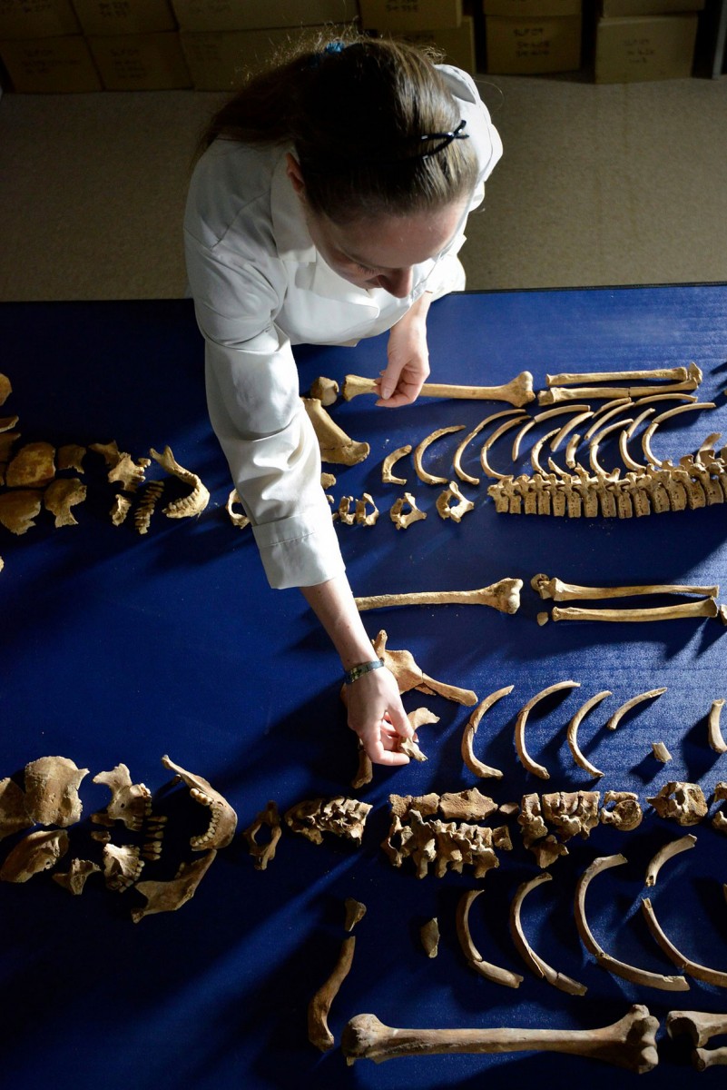 The skeletons have been painstakingly reassembled. Photo Credit: Richard Rayner/NNP/Durham Univer/PA.