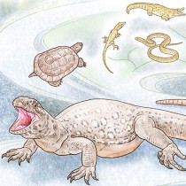 Eunotosaurus has the early word on turtles