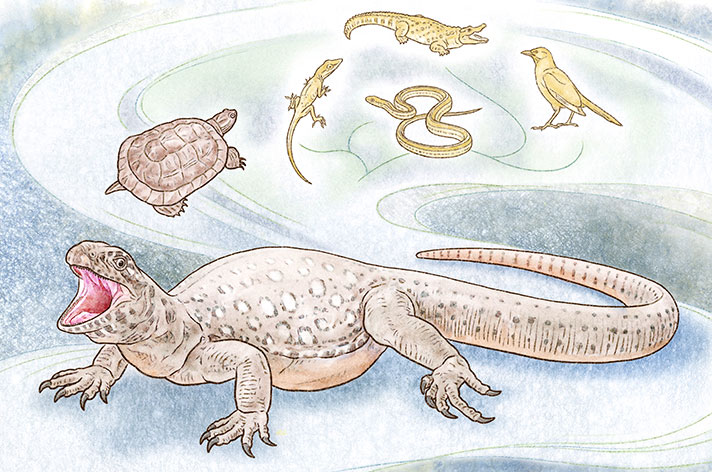 An illustration of a reptile named Eunotosaurus that lived 260 million years ago and that scientists say is the earliest-known turtle. (Illustration by Mick Ellison)