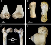 Study reveals four stages of human body evolution