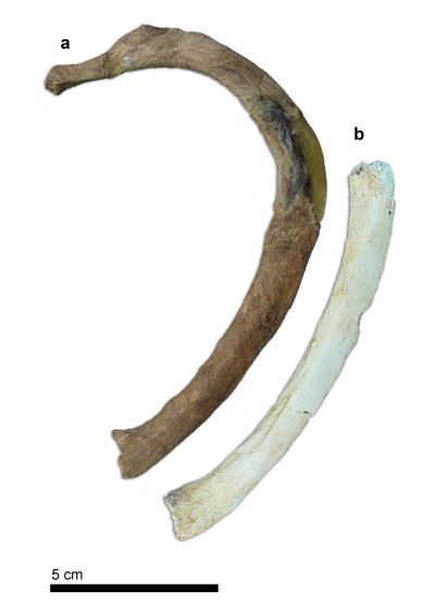 Comparison of the incomplete costal fragment AT-2987+AT-3083 (b) with the right second rib of Kebara 2 (mirrored) (a). This alignment, using the muscle insertion markings, suggests that the SH rib is dorso-ventrally longer. Image Credit: PNAS.