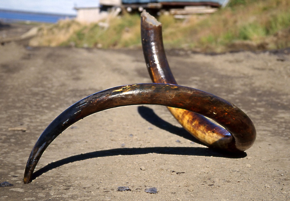  Complete left tusk of an ice-age Woolly Mammoth 
(Mammuthus primigenius) from the Siberian Arctic on the 
Taimyr Peninsula. Each individual discovery increases our 
knowledge about 'the past distribution of these Ice Age giants. 
© R.-D. Kahlke/ Senckenberg Weimar.