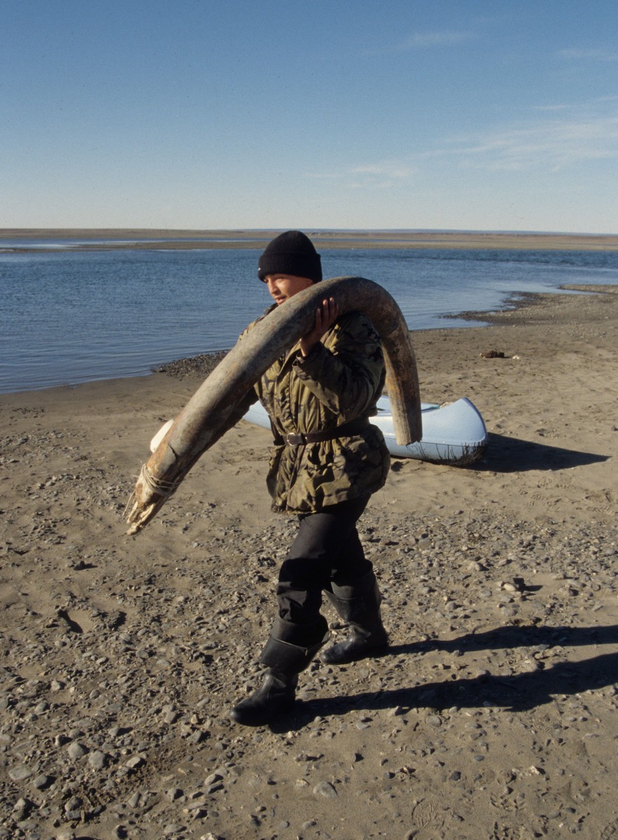 The Siberian permafrost soil contains the best preserved 
mammoth remains in the world. A recently discovered tusk is 
carried off for inspection. . © R.-D. Kahlke/ Senckenberg Weimar.