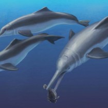 Fossil specimen reveals a new species of ancient river dolphin