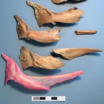 Cod bones from Mary Rose reveal globalized fish trade in Tudor England