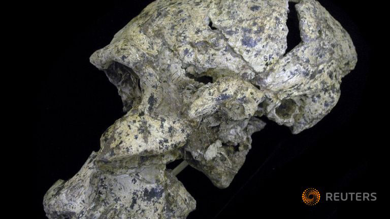 The lateral view of the Paranthropus robustus skull SK 46 is shown from the site of Swartkrans, South Africa. (Photo: Binghamtonj University / REUTERS/RolfQuam/Binhamton University/Handout via Reuters).