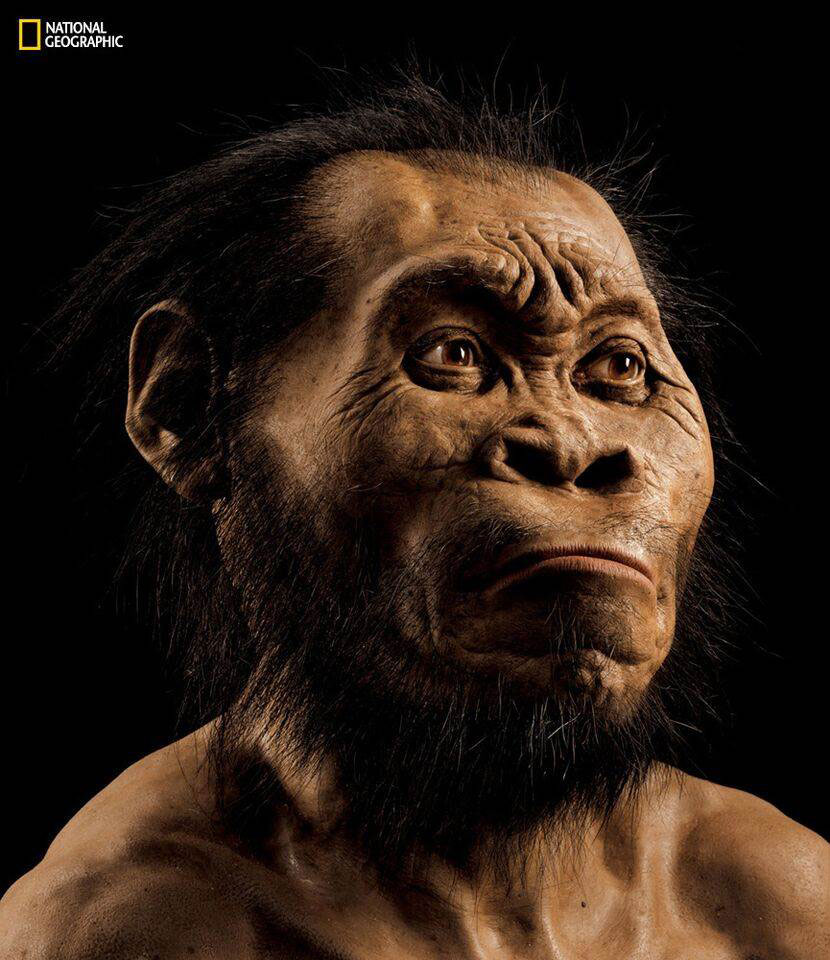 A reconstruction of what Homo naledi is believed to have looked like. Credit: National Geographic Society.