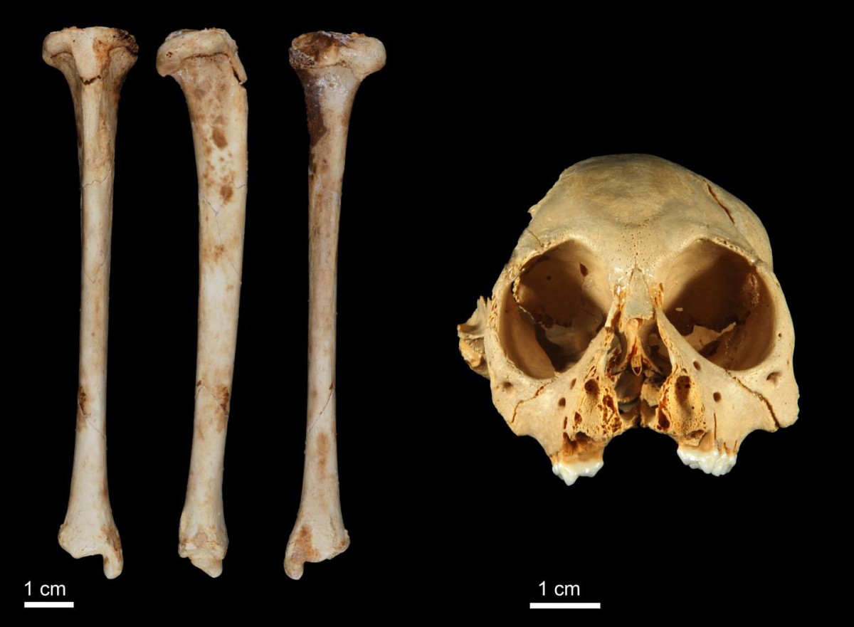 This image shows the Antillothrix bernensis tibia and cranium.
Credit: Siobhan Cooke.