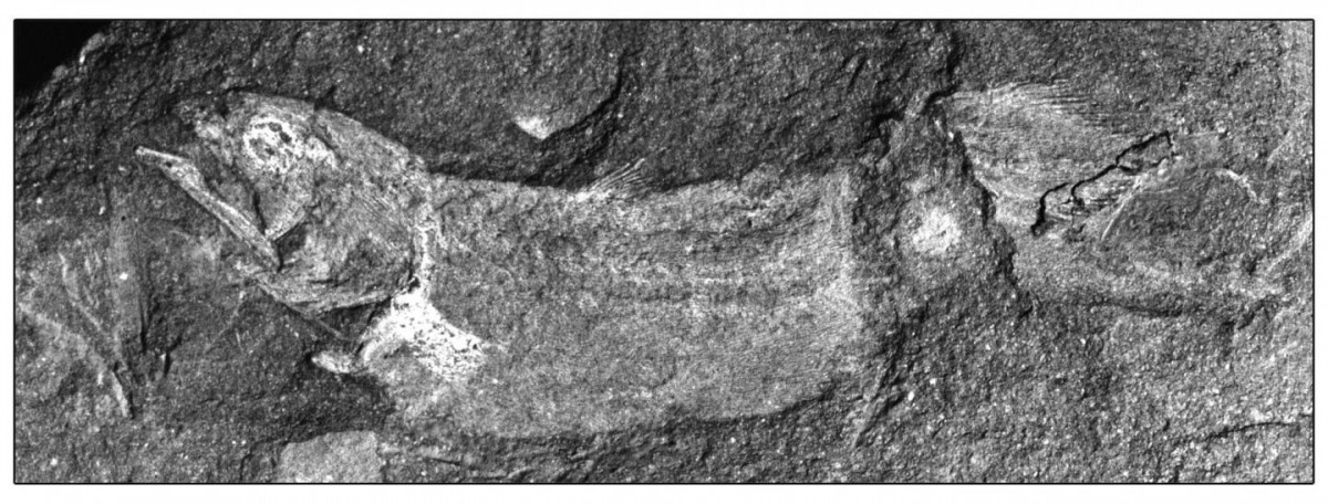 Serenichthys coelacanth holotype is shown.
Credit: Wits University.