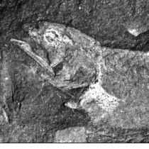 Africa’s earliest known coelacanth found in Eastern Cape