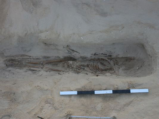 Skeleton found at the site with injuries on shoulder blades. Photo Credit: Courtesy of the Amarna Trust.