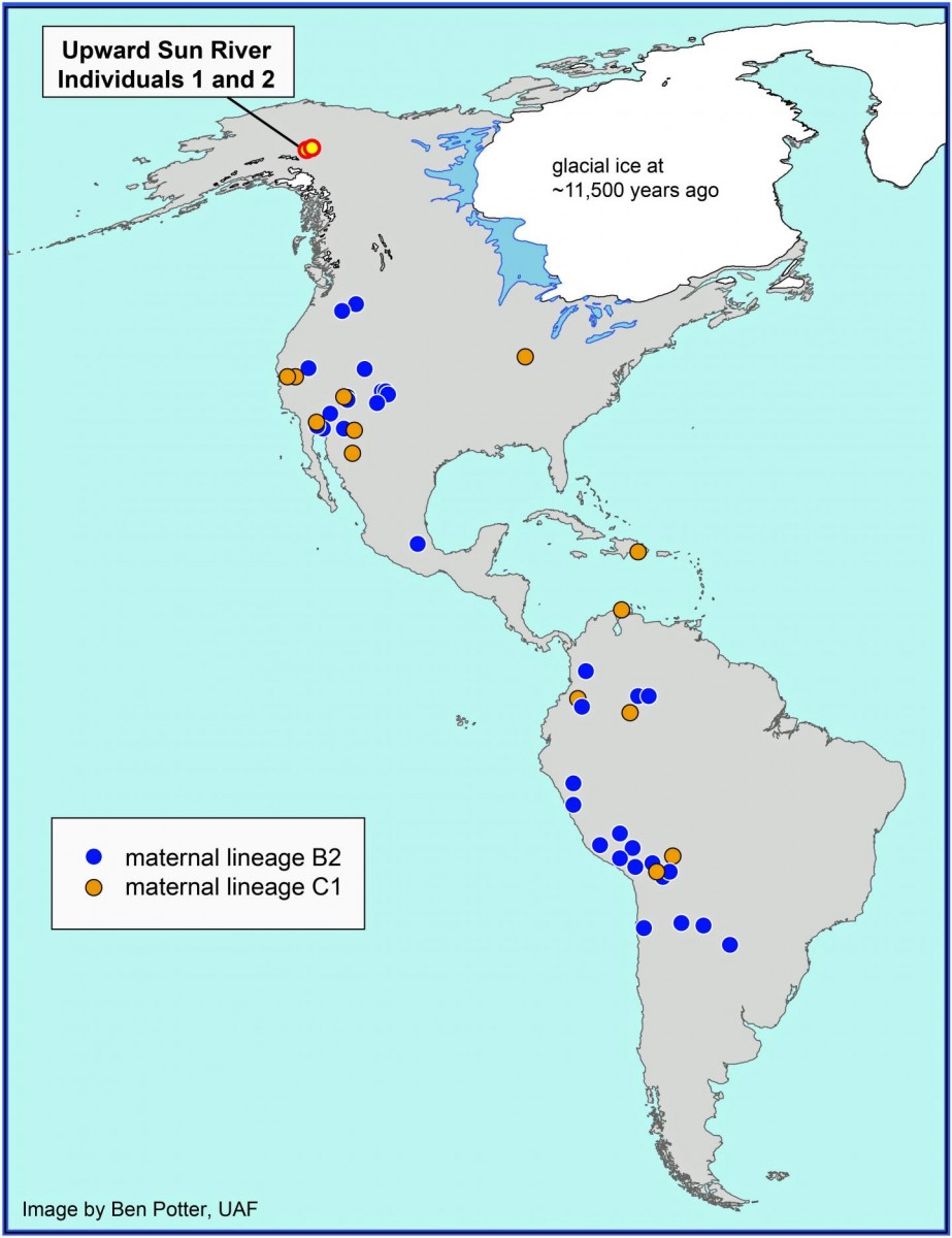 This map shows the location of the Upward Sun River site in Alaska where the remains of two infants, Upward Sun River individuals 1 and 2, were found in an 11,500-year-old burial. A new University of Utah analysis shows the infants belong to two genetic groups or lineages known as B2 and C1. The maps shows other Native American groups throughout the Americas that are part of the same lineages.
Credit: Ben Potter, University of Alaska Fairbanks.