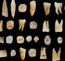 The discovery of fossil teeth in China places humans in Asia earlier than thought