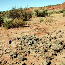 Research sheds new light on 150-year-old dinosaur temperature debate