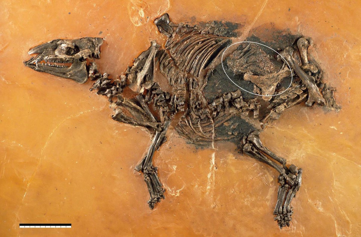 Skeleton of a mare of Eurohippus messelensis is shown with fetus (white ellipse). The specimen was discovered and excavated by a team of the Senckenberg Research Institute Frankfurt at the Grube Messel (Germany; inv. no. SMF-ME-11034), shoulder height ca. 30 cm, scale = 10 cm.
Credit: Franzen et al. Photo: Senckenberg Forschungsinstitut Frankfurt, Sven Tränkner