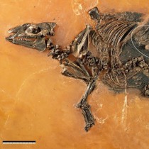 Unique fossil of a horse-like equoid fetus analyzed