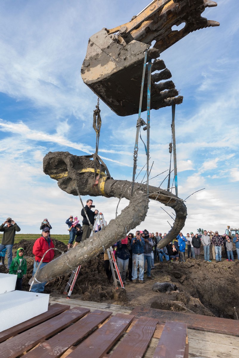 Paleontology Ph.D. candidate John Fronimos watches as the mammoth skull and tusks are hoisted from the excavation pit. Image credit: Daryl Marshke, Michigan Photography.