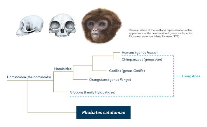 Extinct ape species resets the scale on humans’ ancestors