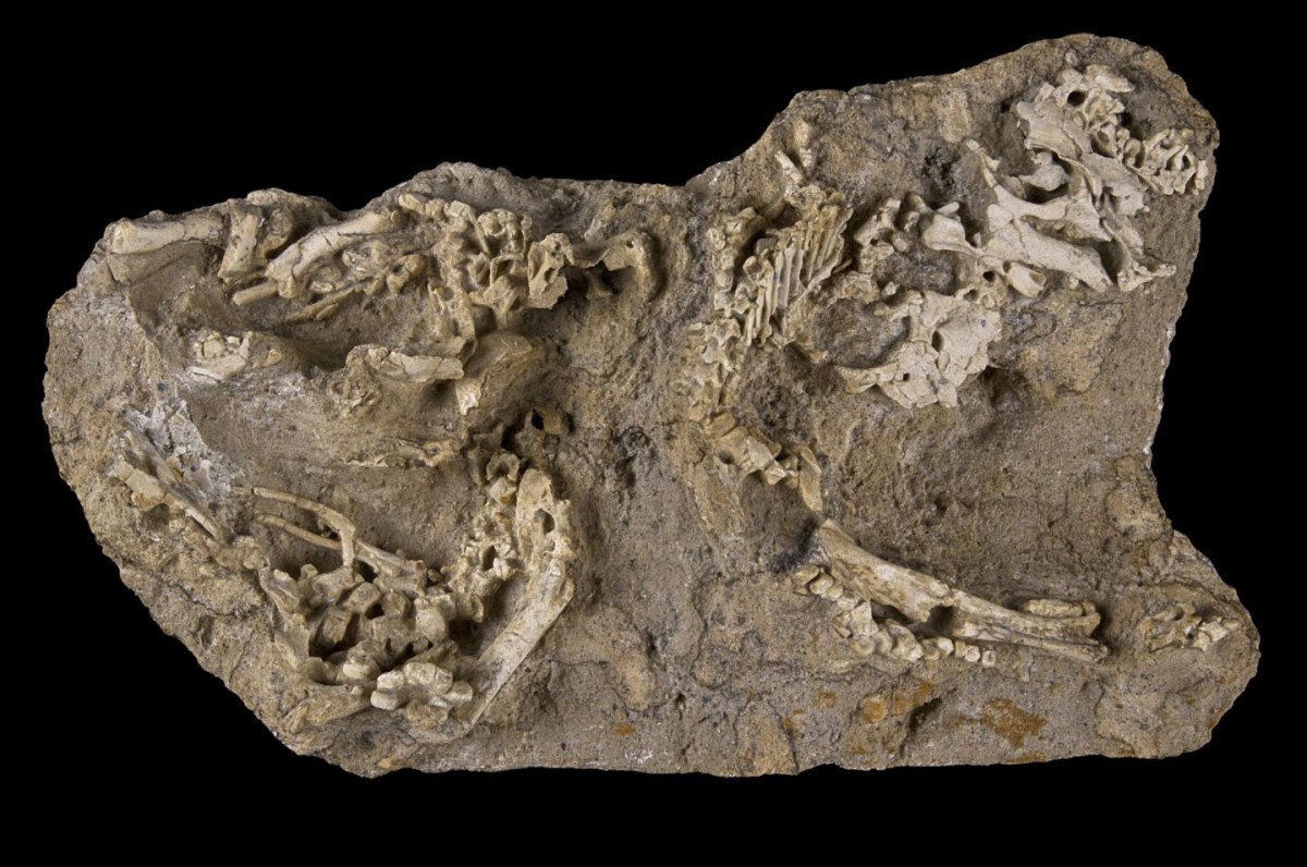 Perinatal specimens of Saurolophus angustirostris (MPC-D100/764). Bones on the right side of the block show a certain degree of articulation, whereas bones on the left are disarticulated.
Credit: Dewaele et al.