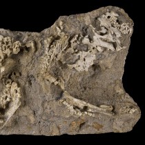 Developing Saurolophus dino found at ‘Dragon’s Tomb’