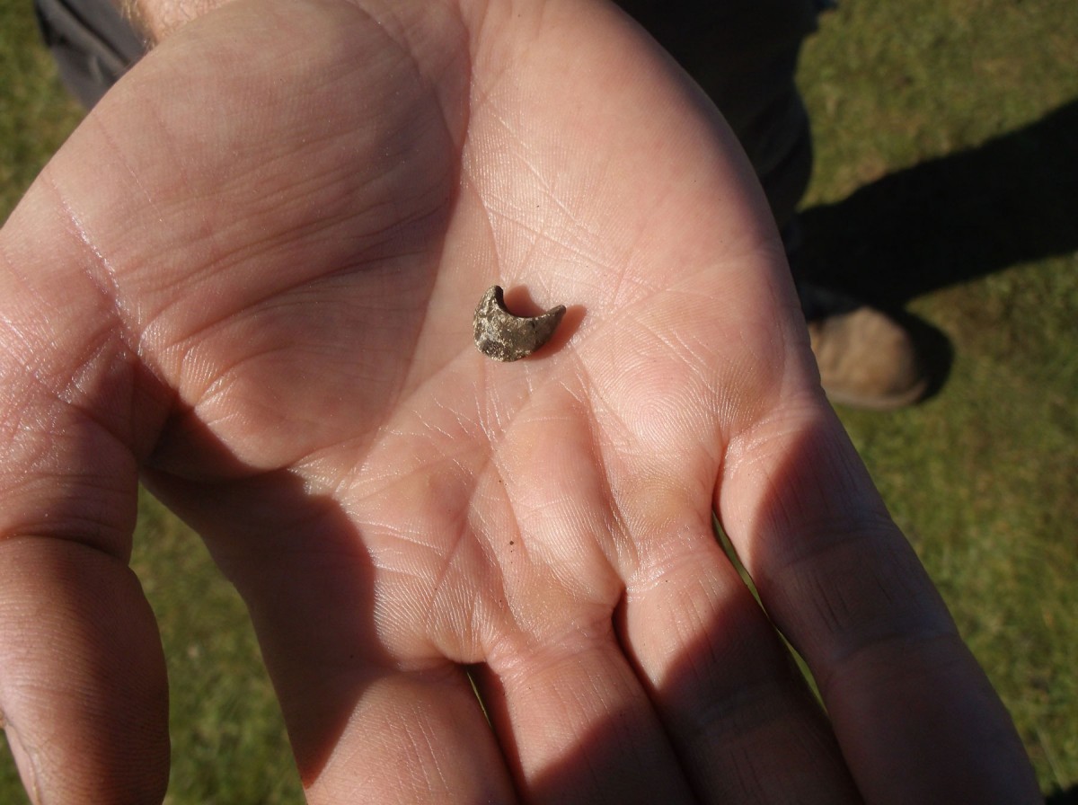 Staffin: The bone found during the dig.