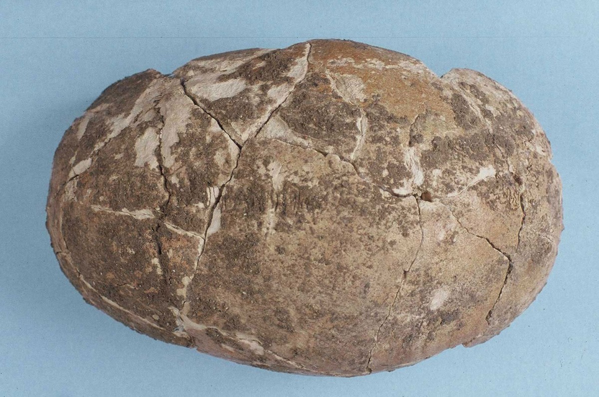 Fig. 35. The skull of the Upper Palaeolithic dating from approximately 14500 BC.