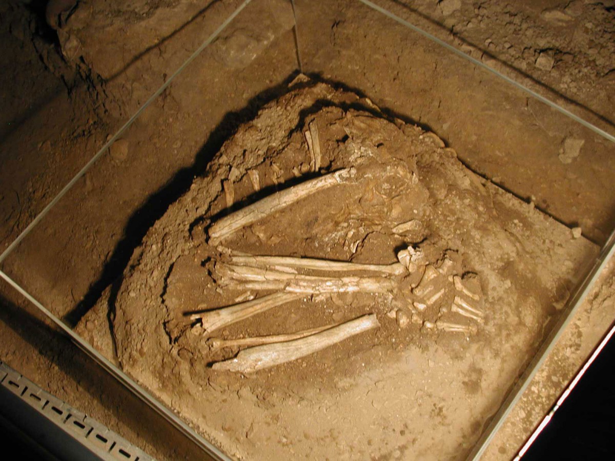 Fig. 39. Mesolithic burial (trench Ι5/Ι6) preserved in situ in cave.