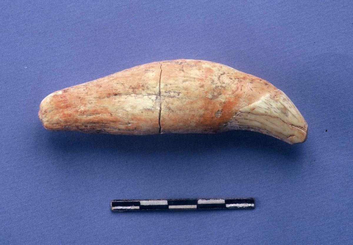 Fig. 42. Cave bear’s tooth from cave.