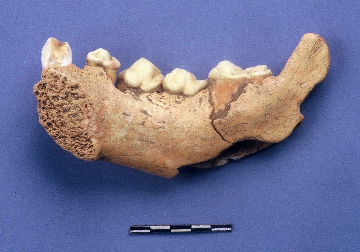 Fig. 43. Hyena jaw from findings in the cave.