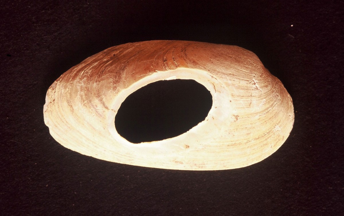 Fig. 15. Fresh water shell pierced for use as pendant. Upper Palaeolithic, following the maximum glacial.