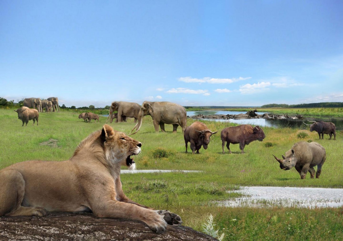 A British Pleistocene landscape during an interglacial with cave lion (Panthera spelaea), straight-tusked elephants (Palaeoloxodon antiquus), narrow-nosed rhinoceros (Stephanorhinus hemitoechus), steppe bison (Bison priscus), aurochs (Bison primigenius) and hippopotamus (Hippopotamus amphibius).
Credit/Source: Roman Uchytel, paleoartist