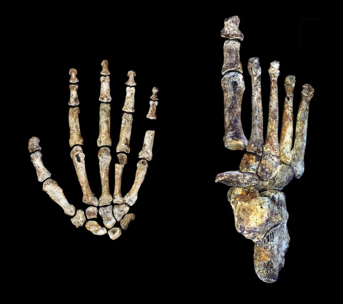 The Homo naledi hand and foot were uniquely adapted for both tree climbing and walking upright. Credit: Peter Schmid and William Harcourt-Smith/Wits University.