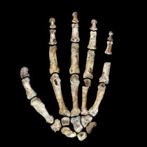 The hand and foot of Homo naledi