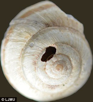 The holes on the shells of the molluscs is consistent with the presence of stone tools in the cave, probably used as drills to extract the meet. Photo Credit: LJMU.