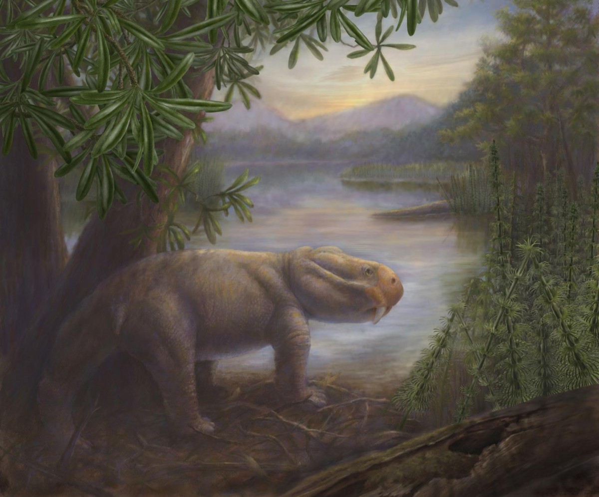 The ancient mammal Lystrosaurus, a survivor of the Permian-Triassic mass extinction, is shown standing on the shore of a lake in the Karoo Basin of South Africa. [Credit: Marlene Donnelly]
