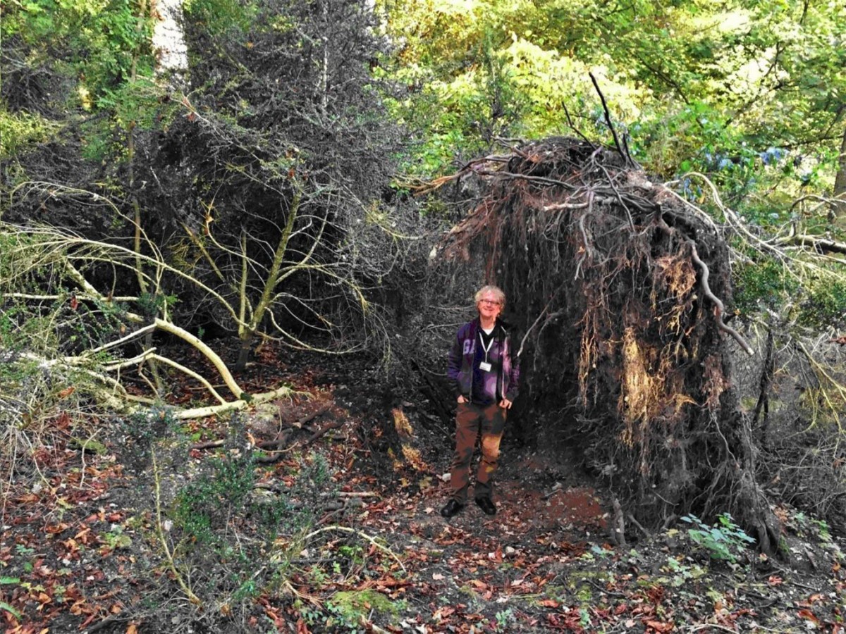 A fallen tree which forms the wall of a Stone Age ‘eco-home’ near Stonehenge David Jacques/Buckingham University.