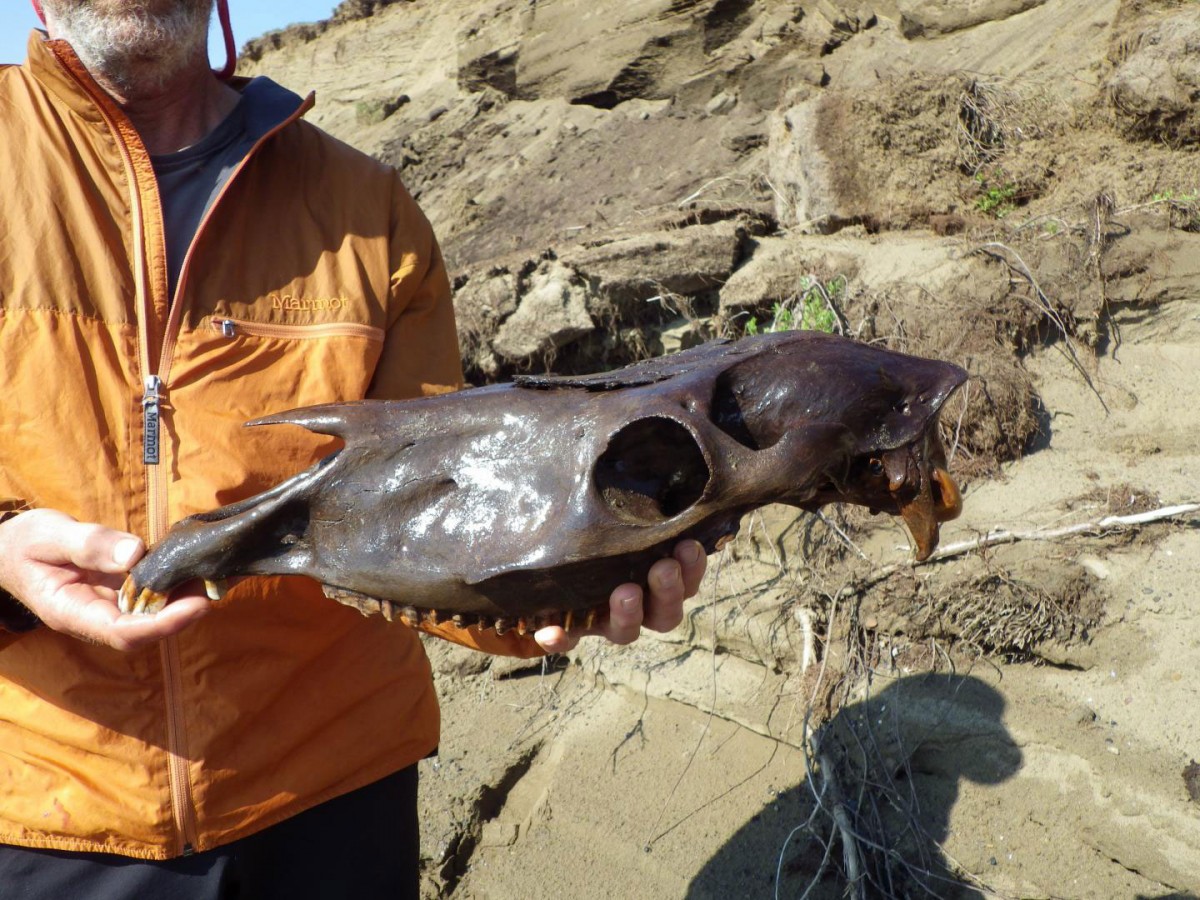 Daniel Mann, associate professor of Geosciences at the University of Alaska Fairbanks, holds the upper part of a skull belonging to a young stallion that roamed the North Slope about 22,000 years ago during the last ice age. Mann found the skull eroding from a river bluff. Interestingly, most ice-age horse skulls found on the North Slope belong to young stallions. Credit: Photo by Pamela Groves, University of Alaska Fairbanks.