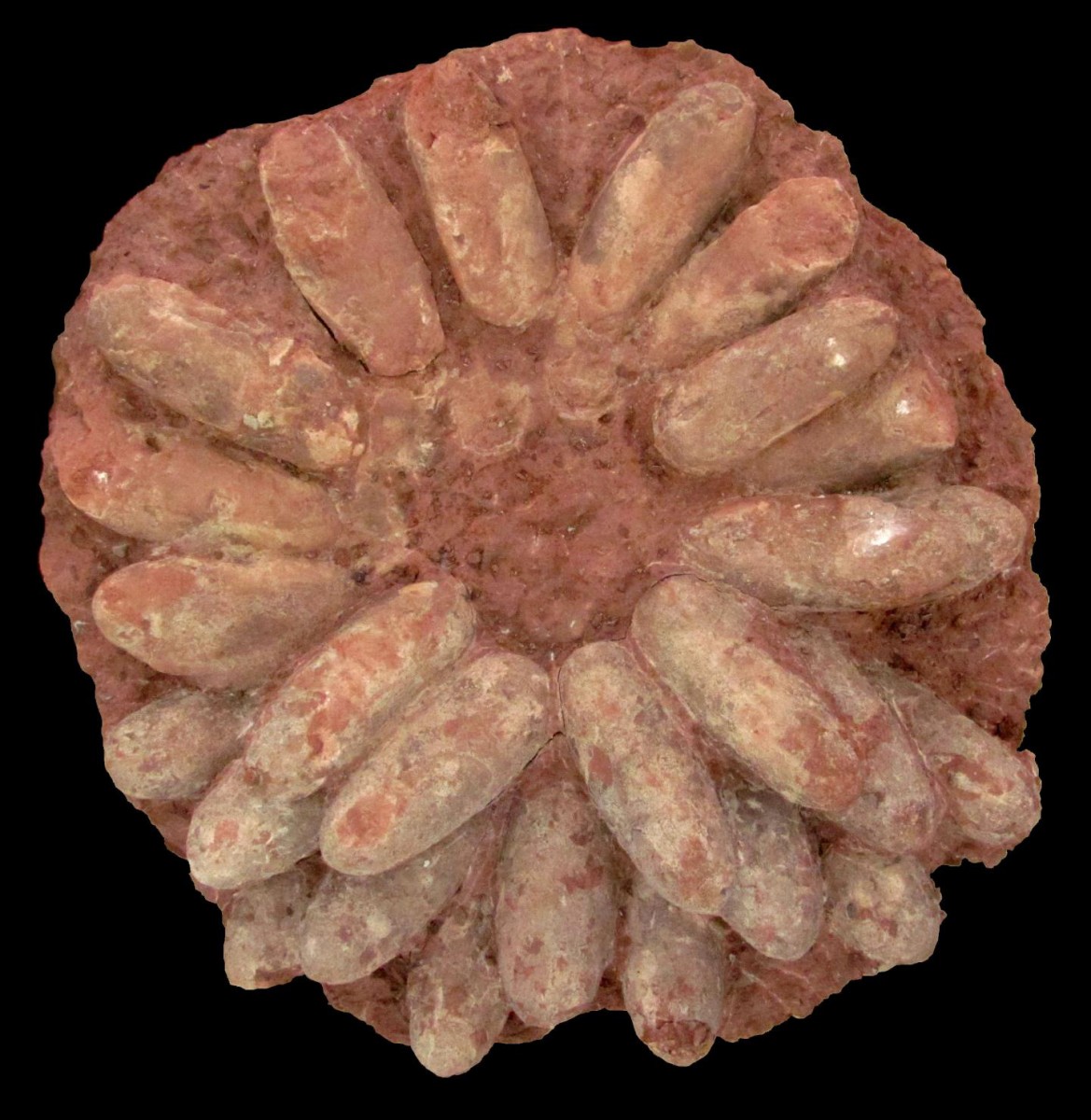 This is a dinosaur nest.
Credit: Kohei Tanaka