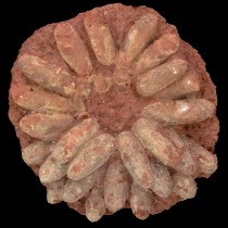 Glimpses into an archosaur’s nest