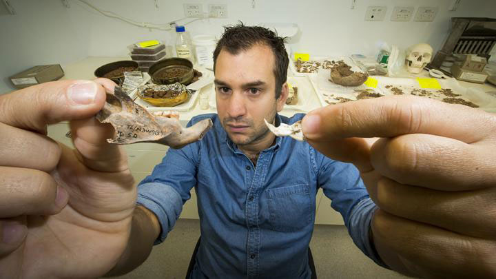 Dr. Julien Louys holds the jaw bone of a giant rat species discovered on East Timor, up against a comparison with the same bone of a modern rat
Credit: Stuart Hay, ANU