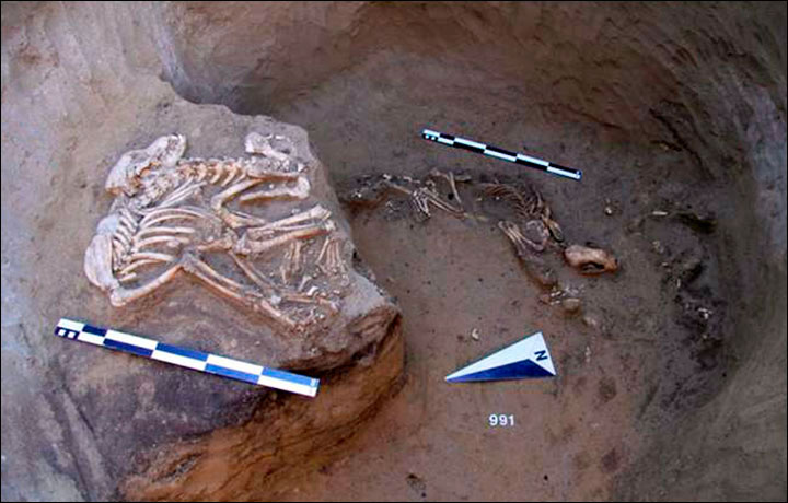 Harder to explain for the archeologists were the remains of animals in the pits. Photo Credit: Institute of Archeology and Ethnography SB RAS.
