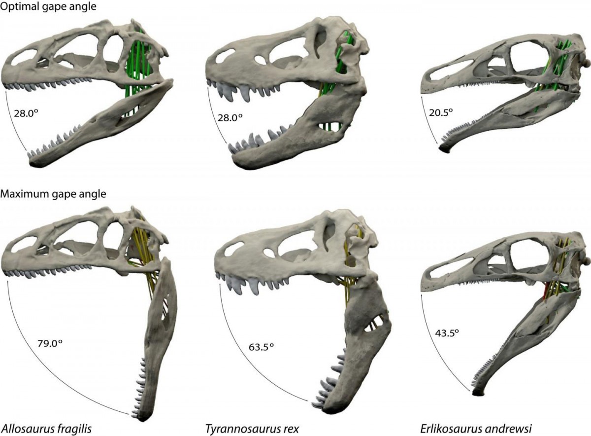 Optimal and maximal jaw gapes for the three dinosaurs in the new study: Allosaurus fragilis, Tyrannosaurus rex and Erlikosaurus andrewsi.
Credit: Stephan Lautenschlager, University of Bristol.