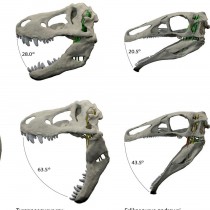 How dinosaurs’ jaws influenced diet